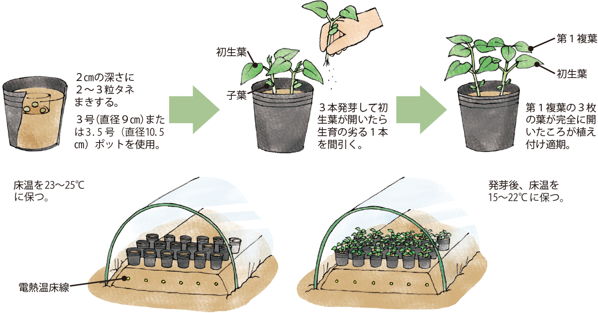 インゲンマメ イラスト家庭菜園 調べる タキイ種苗株式会社