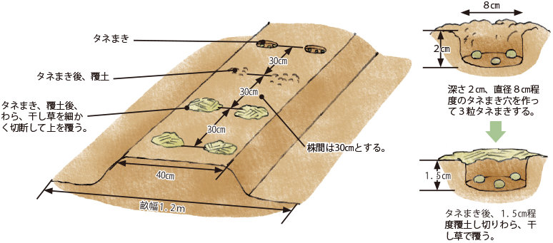 方 いんげん豆 育て