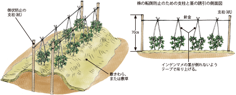 インゲンマメ イラスト家庭菜園 調べる タキイ種苗株式会社