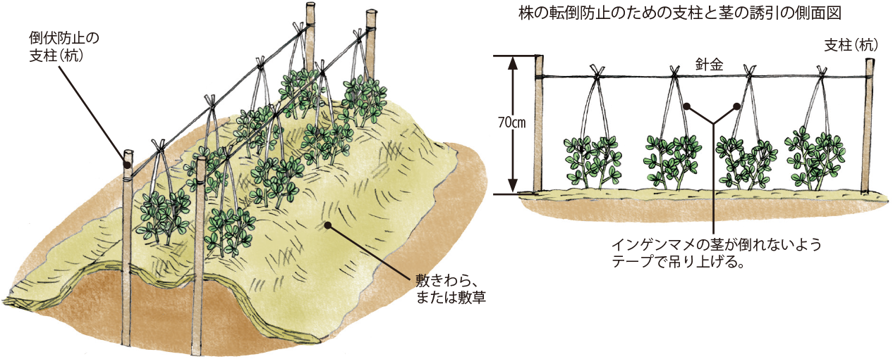 インゲンマメ イラスト家庭菜園 調べる タキイ種苗株式会社