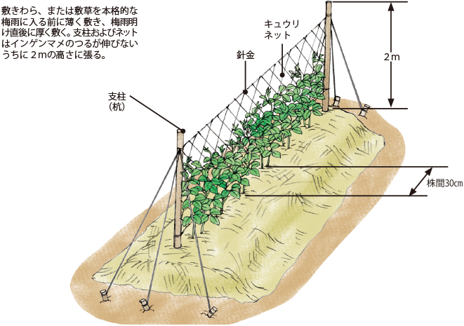 インゲンマメ イラスト家庭菜園 調べる タキイ種苗株式会社