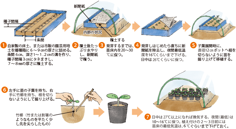 カボチャ イラスト家庭菜園 調べる タキイ種苗株式会社