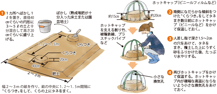 カボチャ イラスト家庭菜園 調べる タキイ種苗株式会社