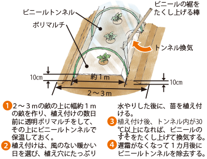 カボチャ イラスト家庭菜園 調べる タキイ種苗株式会社