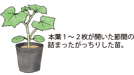 キュウリ イラスト家庭菜園 調べる タキイ種苗株式会社