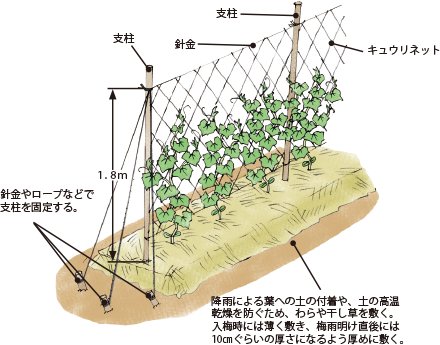 キュウリ イラスト家庭菜園 調べる タキイ種苗株式会社