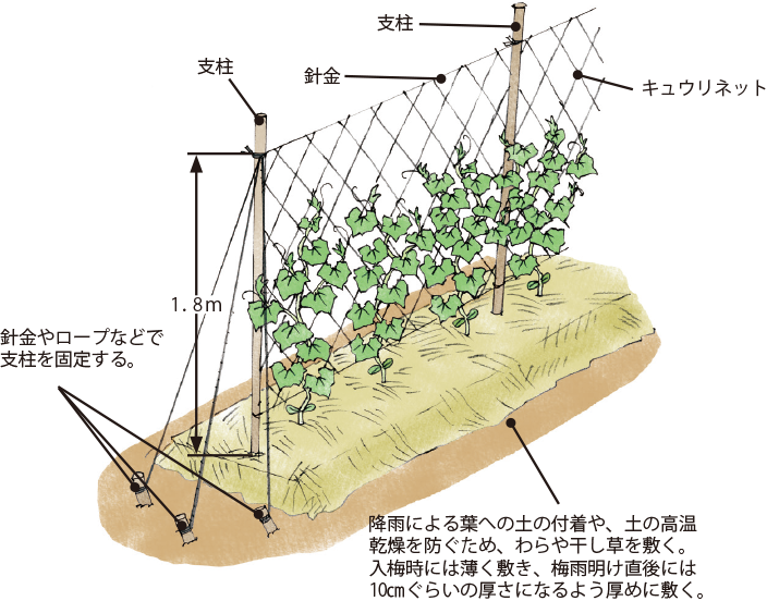 キュウリ イラスト家庭菜園 調べる タキイ種苗株式会社