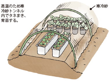 第4図　レタス類の夏まき栽培でのタネまきと育苗