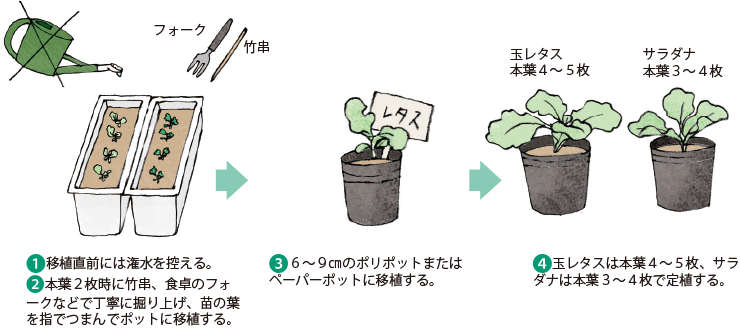 レタス類 イラスト家庭菜園 調べる タキイ種苗株式会社