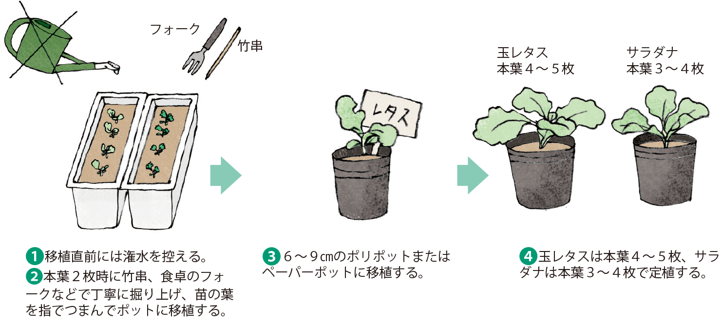 レタス類 イラスト家庭菜園 調べる タキイ種苗株式会社