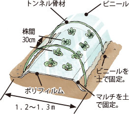 第10図　レタス栽培でのマルチとビニールトンネルの併用