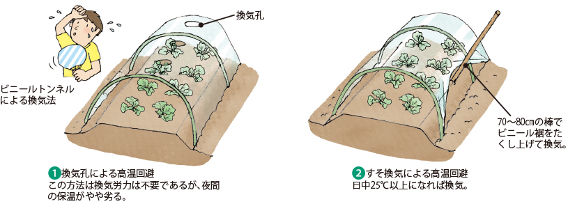 ■ 第11図　レタス類の秋まき栽培におけるビニールトンネルによる保温と換気法