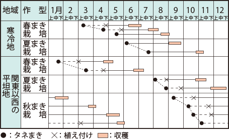 レタス類 イラスト家庭菜園 調べる タキイ種苗株式会社