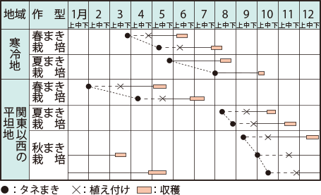 レタス類 イラスト家庭菜園 調べる タキイ種苗株式会社