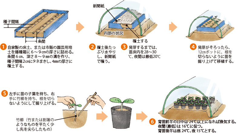 メロン イラスト家庭菜園 調べる タキイ種苗株式会社