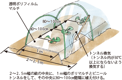 メロン イラスト家庭菜園 調べる タキイ種苗株式会社