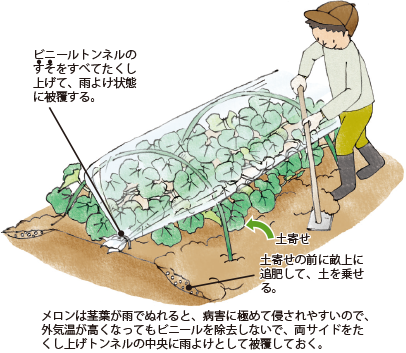 第5図 メロン栽培での追肥、土寄せおよびビニールトン
ネルによる雨よけ