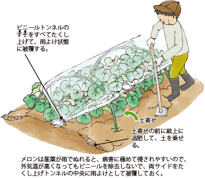 メロン イラスト家庭菜園 調べる タキイ種苗株式会社