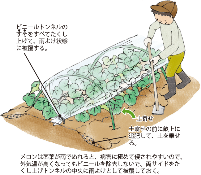 メロン イラスト家庭菜園 調べる タキイ種苗株式会社