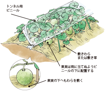 第7図　メロン栽培での敷きわら