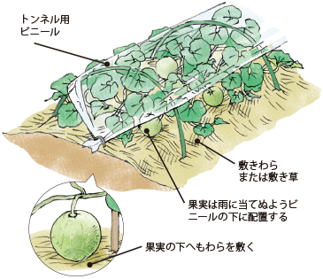 メロン イラスト家庭菜園 調べる タキイ種苗株式会社