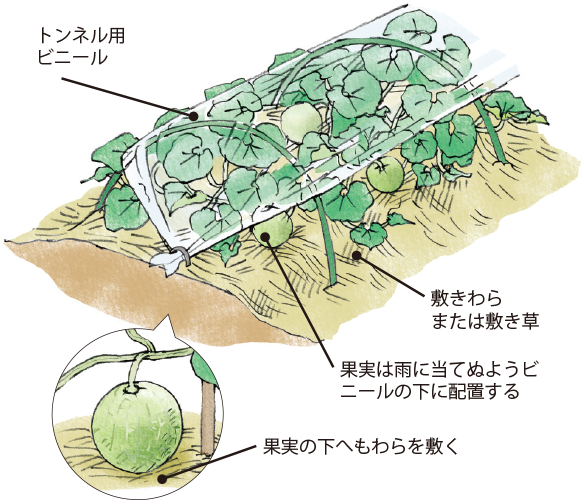 メロン イラスト家庭菜園 調べる タキイ種苗株式会社