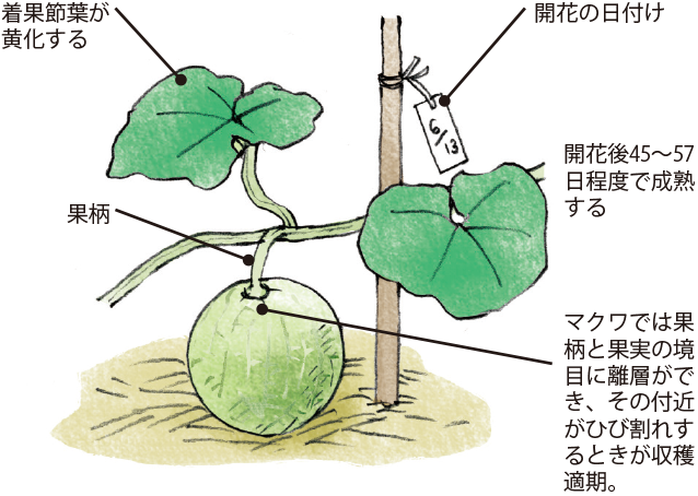 メロン イラスト家庭菜園 調べる タキイ種苗株式会社