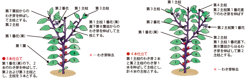 ナス イラスト家庭菜園 調べる タキイ種苗株式会社