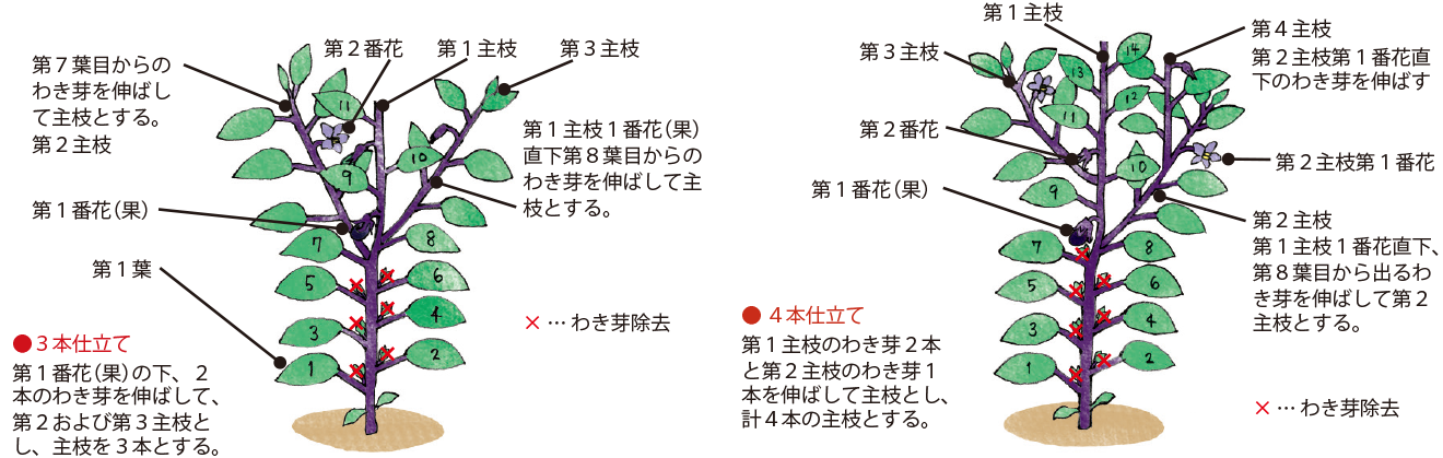 ナス イラスト家庭菜園 調べる タキイ種苗株式会社