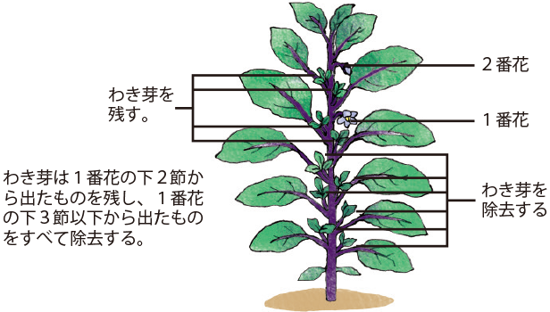 ナス イラスト家庭菜園 調べる タキイ種苗株式会社