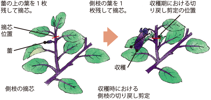 ナス イラスト家庭菜園 調べる タキイ種苗株式会社