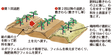 ナス イラスト家庭菜園 調べる タキイ種苗株式会社