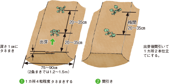 オクラ イラスト家庭菜園 調べる タキイ種苗株式会社