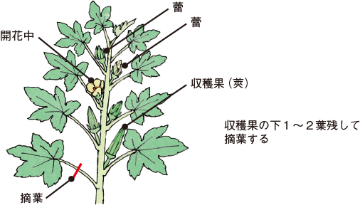 第2図　オクラ収穫後の摘葉程度