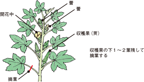 オクラ イラスト家庭菜園 調べる タキイ種苗株式会社