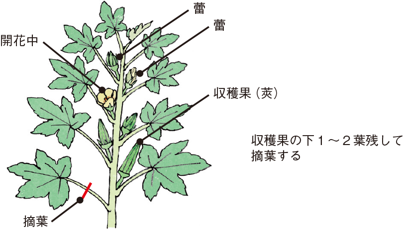 オクラ イラスト家庭菜園 調べる タキイ種苗株式会社