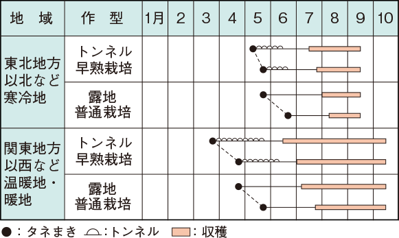 オクラ イラスト家庭菜園 調べる タキイ種苗株式会社