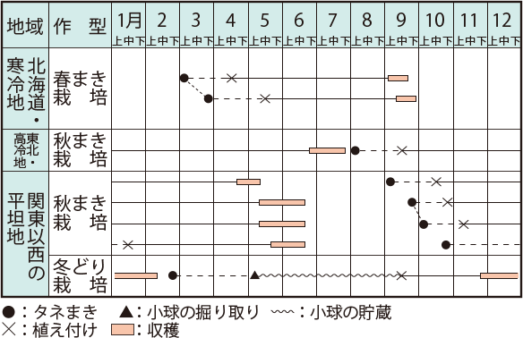 タマネギ イラスト家庭菜園 調べる タキイ種苗株式会社