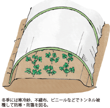 パセリ イラスト家庭菜園 調べる タキイ種苗株式会社