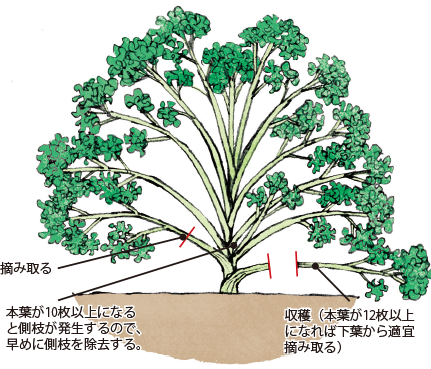 第5図　パセリの側枝除去と収穫
