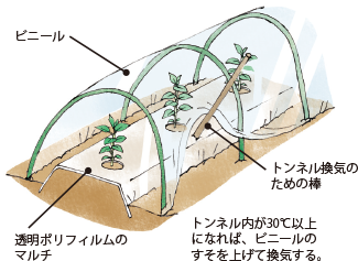 第5図　ピーマンのトンネルマルチ栽培