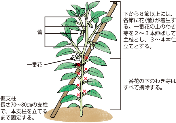 ピーマン イラスト家庭菜園 調べる タキイ種苗株式会社