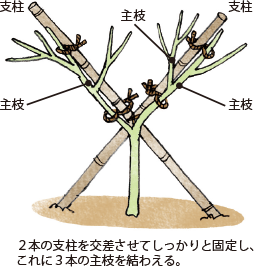 第6図　スイカの整枝、果実の着生位置