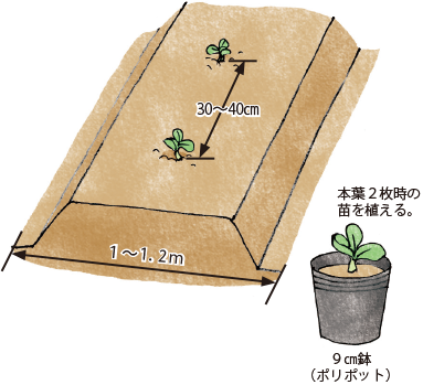 ソラマメ イラスト家庭菜園 調べる タキイ種苗株式会社