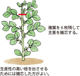 ソラマメ イラスト家庭菜園 調べる タキイ種苗株式会社