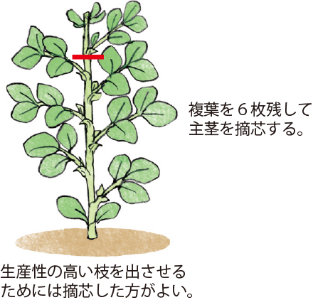 ソラマメ イラスト家庭菜園 調べる タキイ種苗株式会社