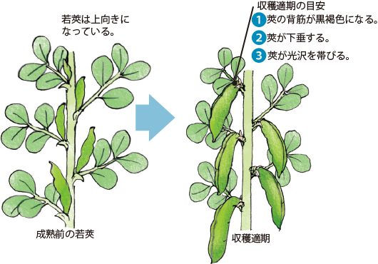 ソラマメ イラスト家庭菜園 調べる タキイ種苗株式会社