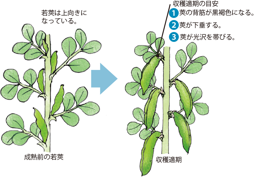 ソラマメ イラスト家庭菜園 調べる タキイ種苗株式会社