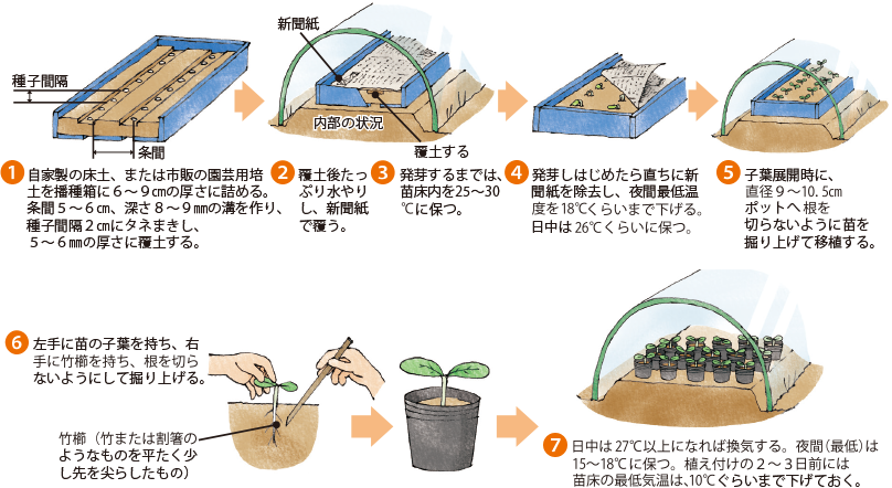 スイカ イラスト家庭菜園 調べる タキイ種苗株式会社