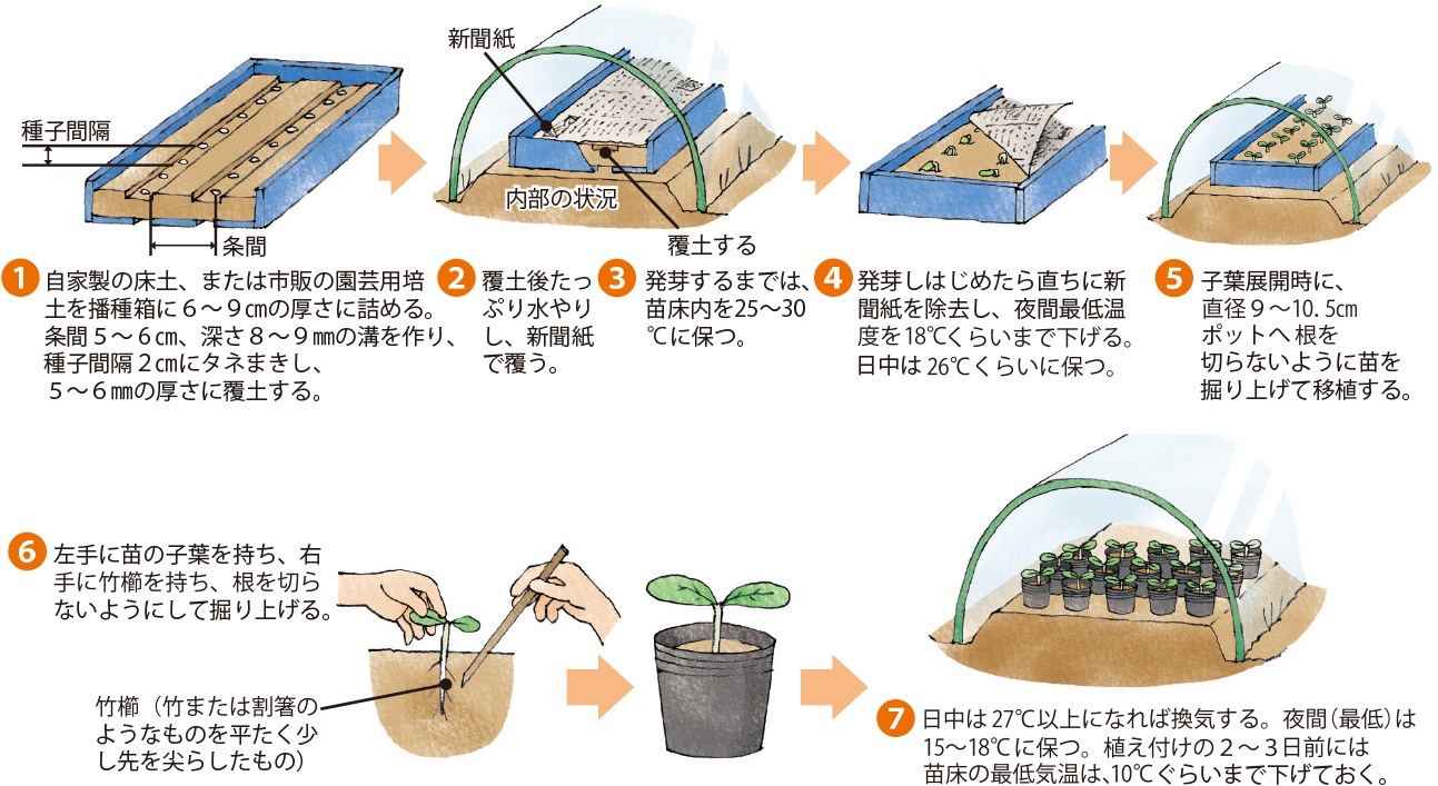 スイカ イラスト家庭菜園 調べる タキイ種苗株式会社